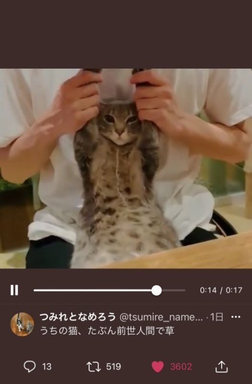 猫アカウント